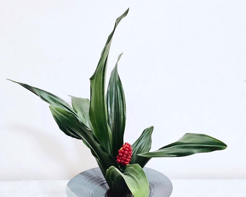 万年青适合用哪种花盆种植？