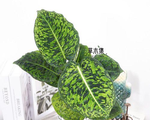 万年青适合用哪种花盆种植？