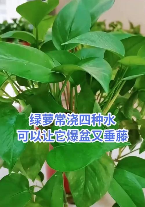 水培绿萝的养殖方法是什么？
