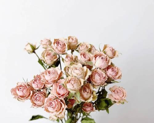 蔷薇花束的养护方法是什么？
