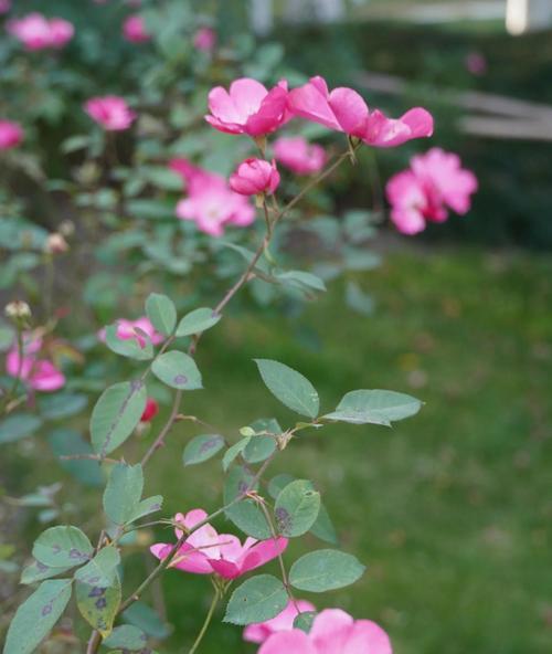 月季花的特征和形态是什么？
