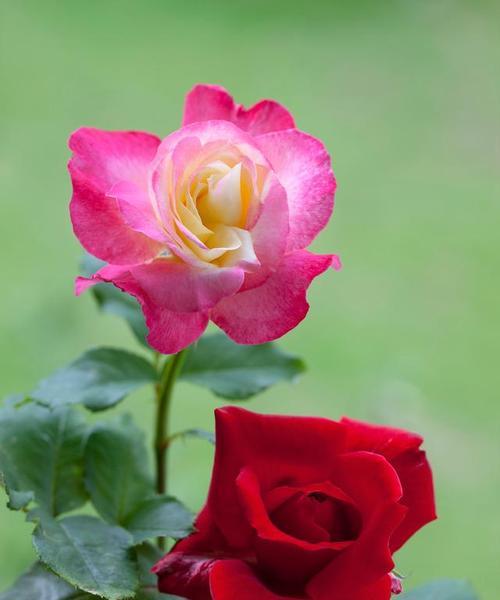 月季花的特征和形态是什么？