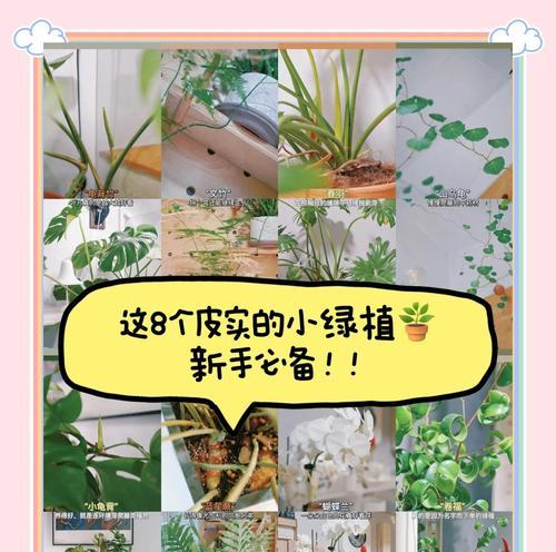 勋章怎么养？勋章植物的养殖技巧有哪些？