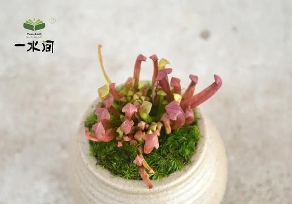 捕蝇草夹子变大的养殖技巧是什么？