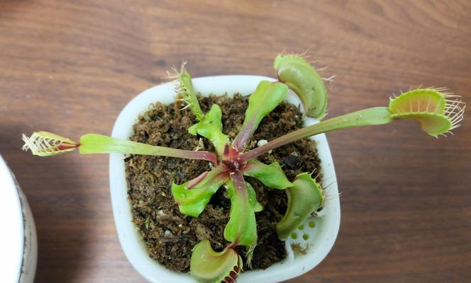 捕蝇草夹子变大的养殖技巧是什么？