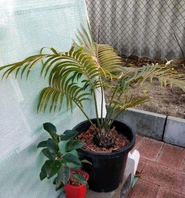 棕榈树繁殖方法有哪些？步骤是什么？