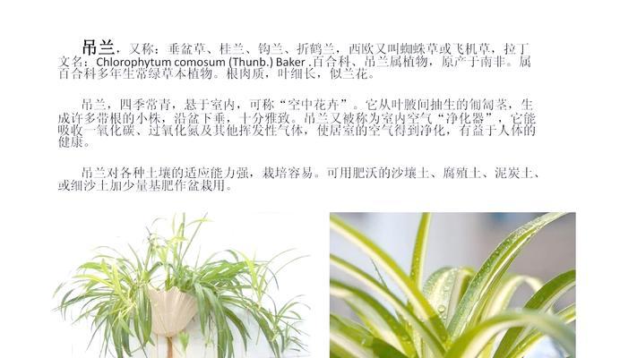 翡翠吊兰的养殖技巧有哪些？