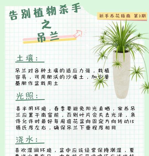 翡翠吊兰的养殖技巧有哪些？