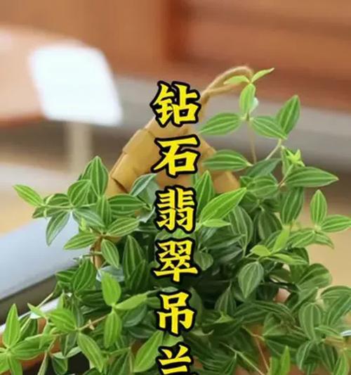翡翠吊兰的养殖技巧有哪些？