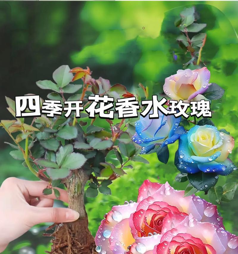 四季玫瑰修剪的最佳时机是什么时候？
