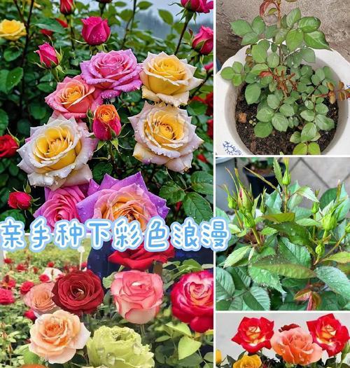 四季玫瑰修剪的最佳时机是什么时候？