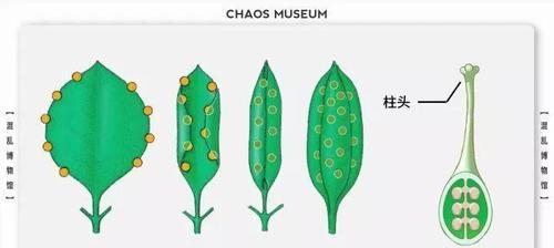 西瓜的繁殖方式有哪些？哪种繁殖方法最有效？