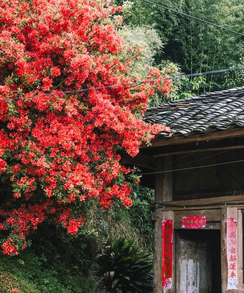 杜鹃花有哪些用途？