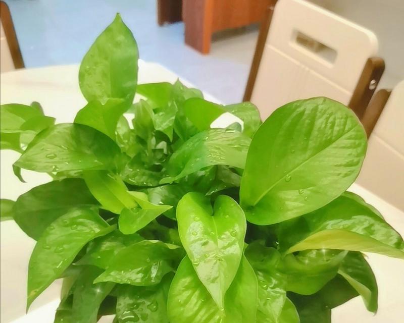 绿萝应该用什么土壤种植？绿萝土壤选择的要点是什么？