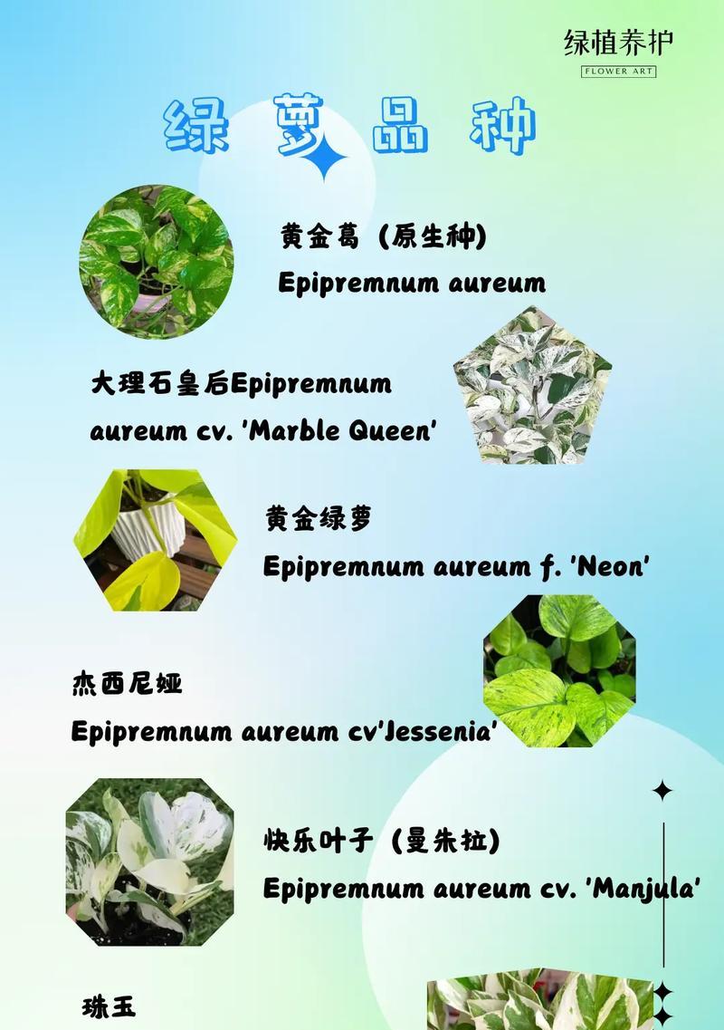 绿萝应该用什么土壤种植？绿萝土壤选择的要点是什么？