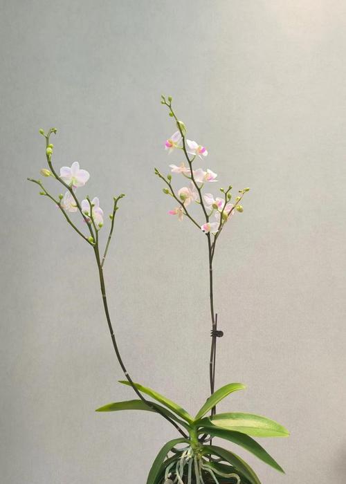 哪些兰花品种比较好养？好养兰花品种的养护要点是什么？