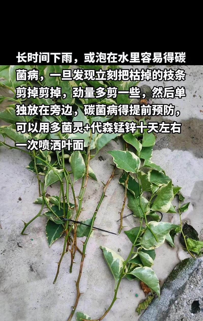 三角梅不开花的原因是什么？如何促进三角梅开花？
