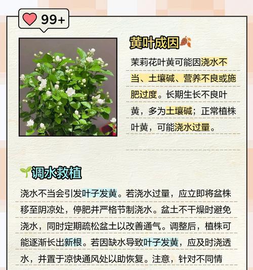 茉莉烂根的处理方法和预防措施是什么？
