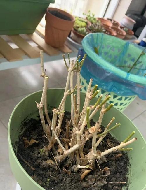 茉莉烂根的处理方法和预防措施是什么？