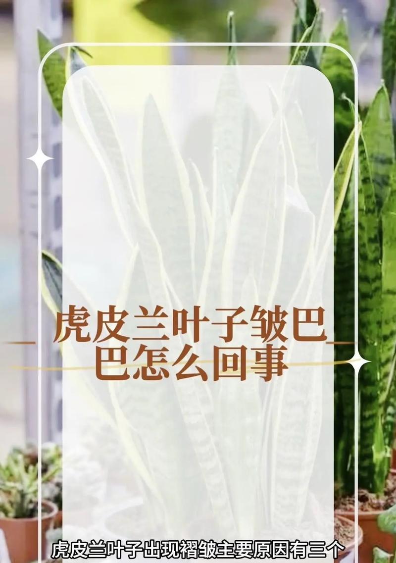 虎皮兰干叶的原因及预防措施是什么？