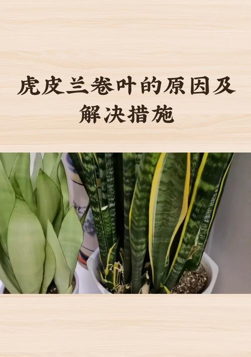 虎皮兰干叶的原因及预防措施是什么？