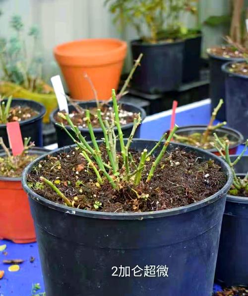 微型月季修剪的正确方法是什么？