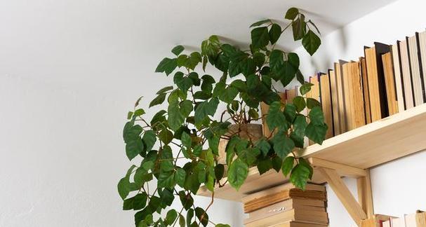 室内花卉有哪些适合初学者的品种？如何照料？