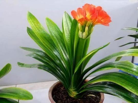 室内花卉有哪些适合初学者的品种？如何照料？