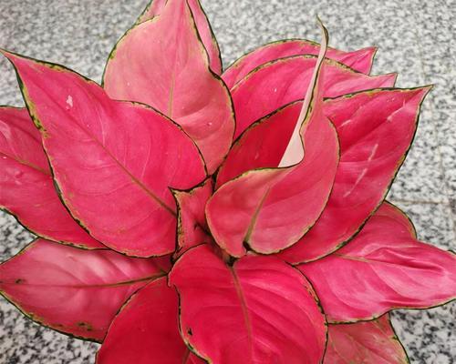 竹芋的养殖方法是什么？如何保持竹芋的叶色鲜亮？