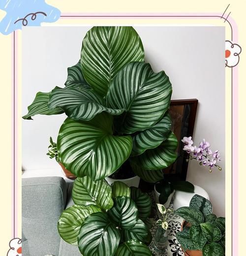 竹芋的养殖方法是什么？如何保持竹芋的叶色鲜亮？