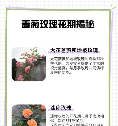 迷你玫瑰有哪些品种？它们各自有什么特性？