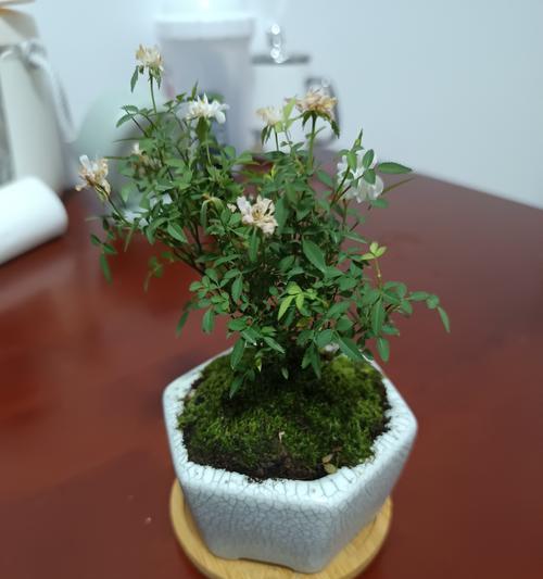 迷你玫瑰有哪些品种？它们各自有什么特性？