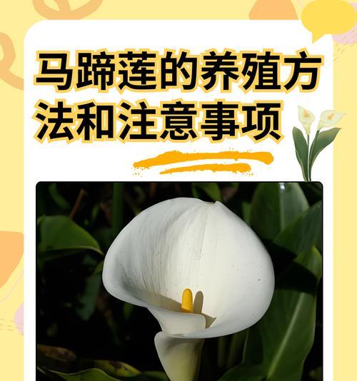水培植物的步骤和注意事项有哪些？
