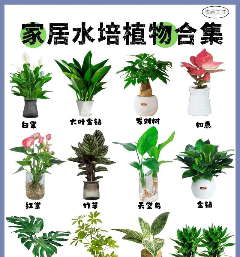 水培植物的步骤和注意事项有哪些？