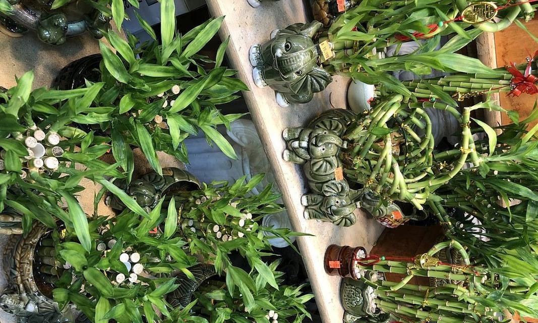 火龙果盆栽浇水的最佳时机是什么时候？