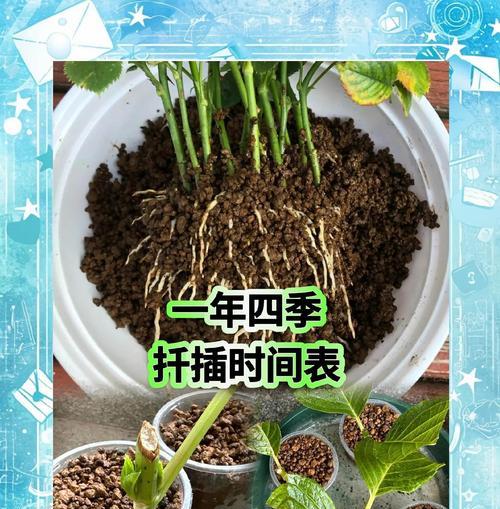 火棘的最佳扦插时间是什么时候？