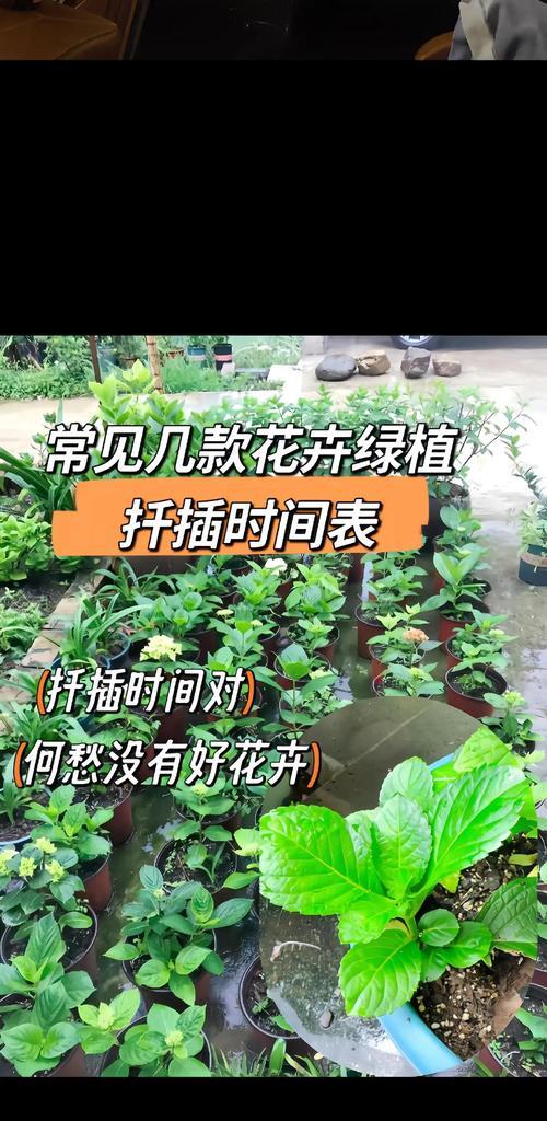 火棘的最佳扦插时间是什么时候？