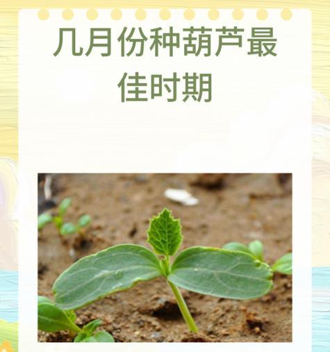 哪些种子需要催芽？催芽的正确方法是什么？