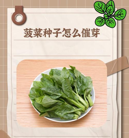 哪些种子需要催芽？催芽的正确方法是什么？