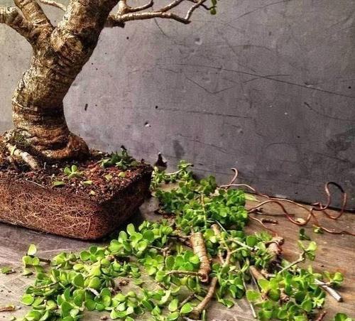 花卉的繁殖方法有哪些？哪种最适合初学者？