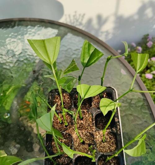 花卉的繁殖方法有哪些？哪种最适合初学者？