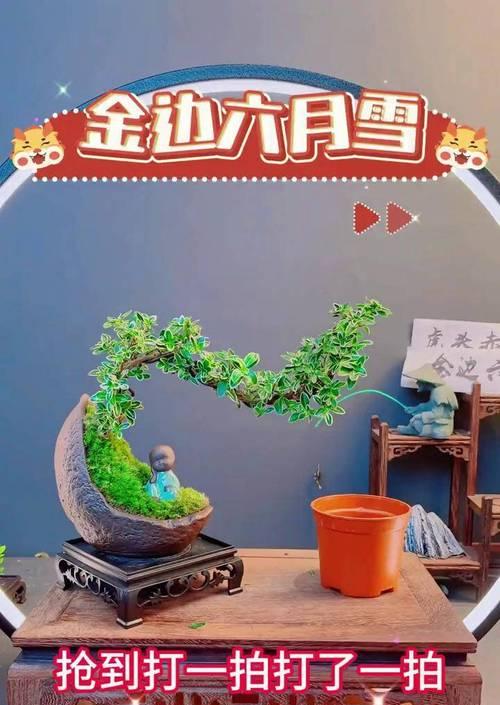 六月雪盆栽养殖的正确方法是什么？
