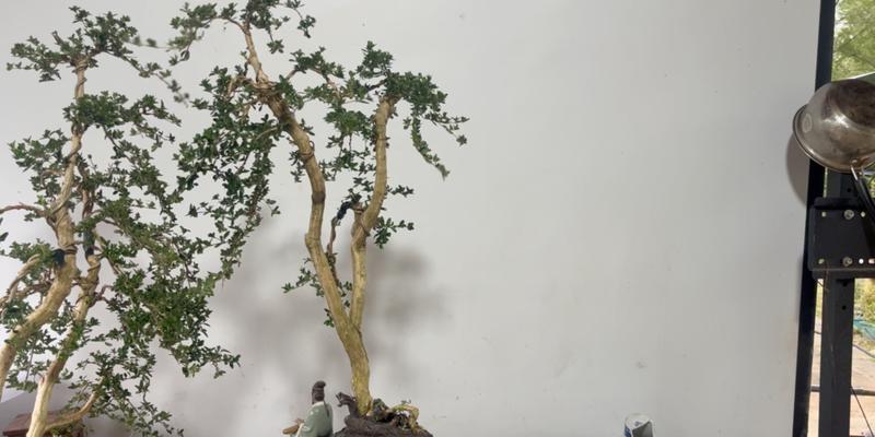 六月雪盆栽养殖的正确方法是什么？