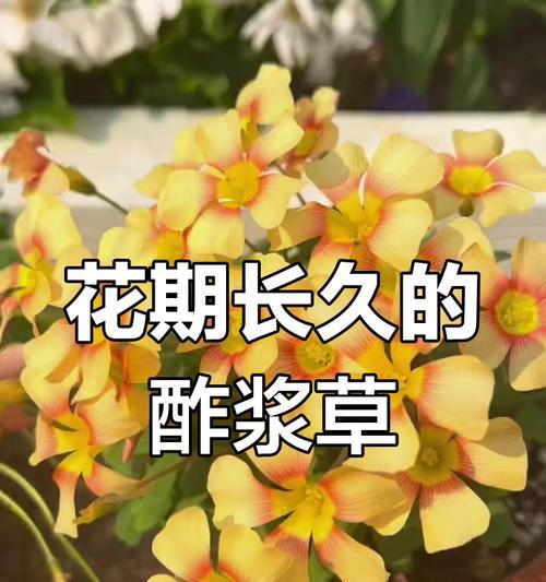 酢浆草的开花时间是什么时候？