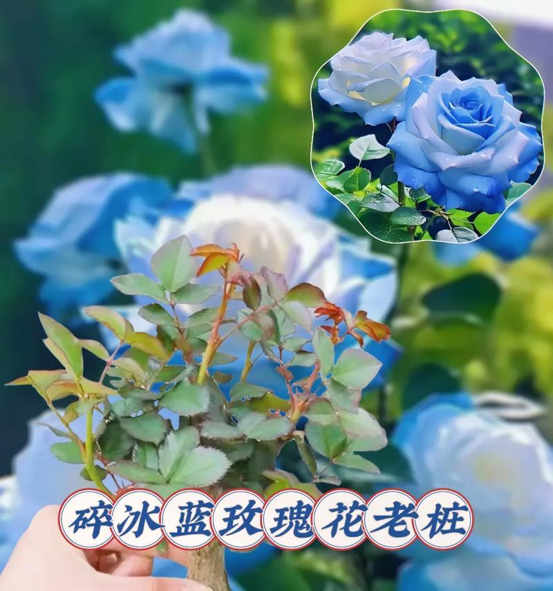蓝玫瑰的种植步骤是什么？