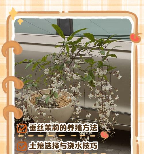 茉莉浇水的正确频率和技巧是什么？