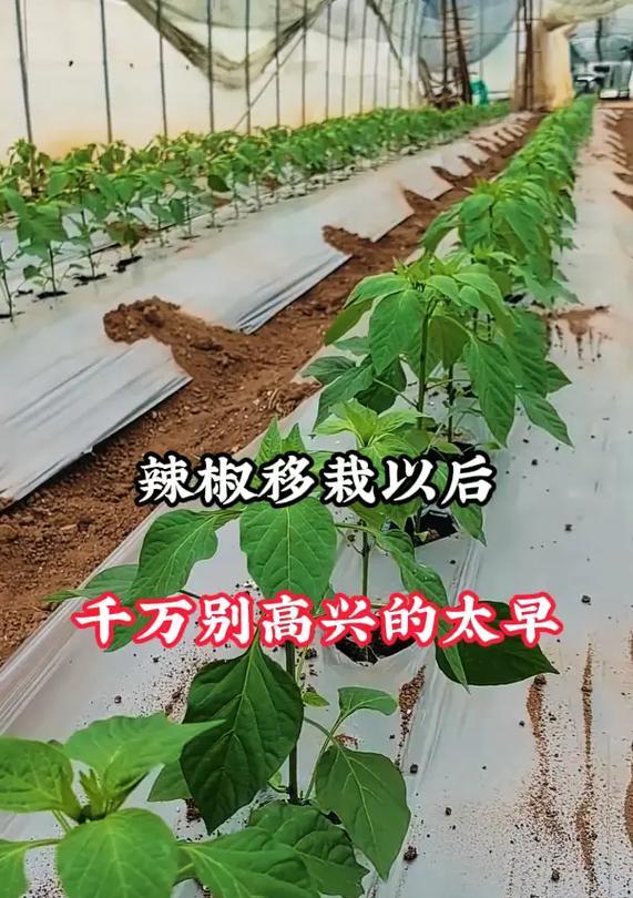 怎么缓苗？植物移栽后如何正确进行缓苗处理？
