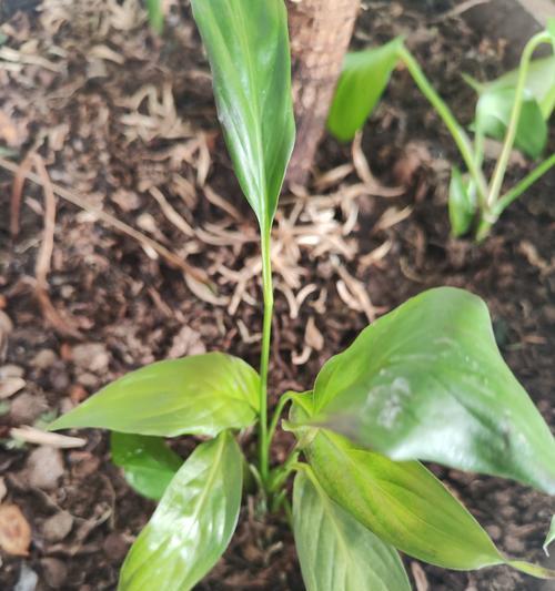 怎么缓苗？植物移栽后如何正确进行缓苗处理？