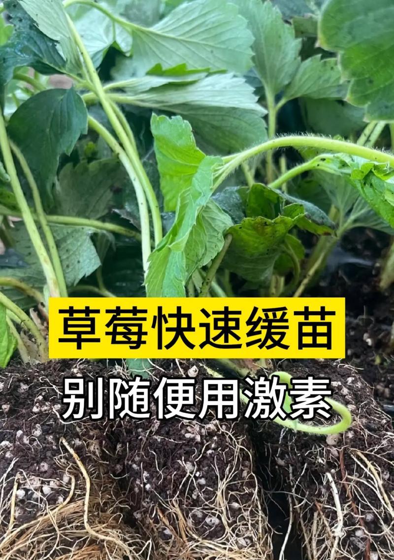 怎么缓苗？植物移栽后如何正确进行缓苗处理？