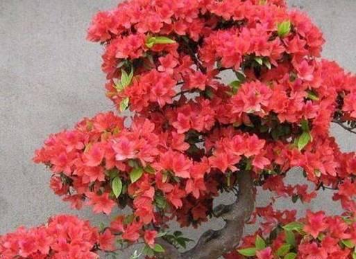 杜鹃花有多少品种？杜鹃花的种植和养护要点是什么？